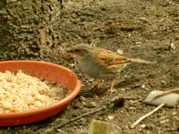 Heckenbraunelle_1883.webp