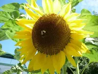 003.webp