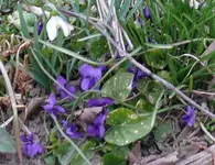 Veilchen.webp