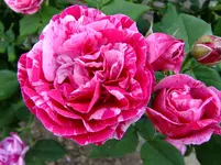 von Fuji 006.webp