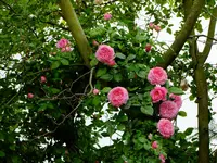 garten 2012 213.webp