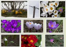 Krokusse.webp