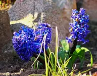 blaue Hyazinthen blühen_900.webp
