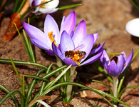 hungry wild bee3_900.webp