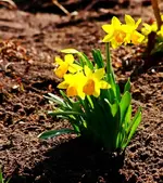 Narzissen Tete a Tete_900.webp
