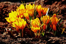 orange Krokusse_900.webp