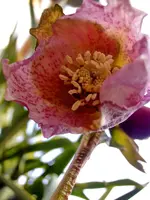 Christrose_2395.webp