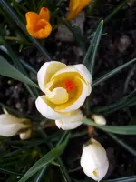 Krokus__2400.webp