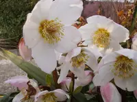 Christrose_2396.webp