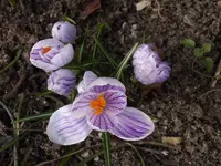 Krokus__2398.webp
