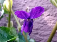 Veilchen_2356.webp