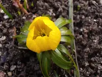 Winterling_2365.webp