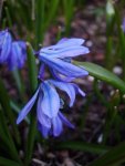 Scilla_2352.JPG