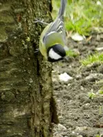 Kohlmeise_1901.webp