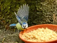 Blaumeise_1883.webp