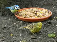 Blaumeise-Goldammer_1894.webp