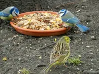 Blaumeise-Goldammer_1895.webp