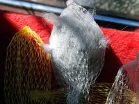 _Haare fuer Voegel.webp