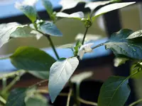 K1600_P4073136.webp