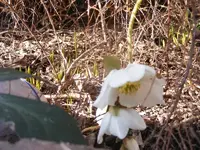 Christrose 7.4.2013.webp