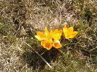 Gelbe Krokusse 7.4.2013.webp