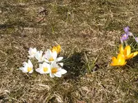 Weiße und gelbe Krokusse 7.4.2013.webp