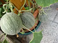 2012-09-03 15.07.47.webp