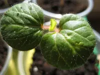 Luffas und Okras 033.webp
