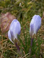 garten 2013 005.webp