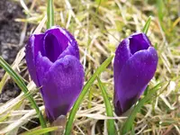 garten 2013 008.webp
