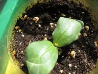 Luffas und Okras 034.webp