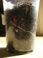 Luffas und Okras 041.webp