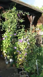 2012-09-14 Königswinde groß.webp