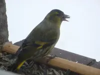 Erlenzeisig (2).webp
