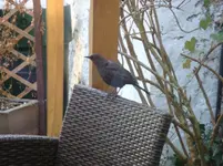 Amsel Frau.webp