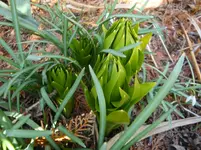 Kaiserkrone (2).webp