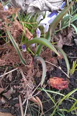 Wildtulpen.webp