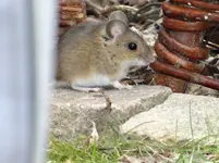 Maus1.webp