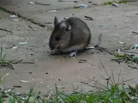 Maus2.webp