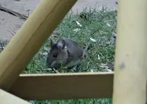 Maus4.webp
