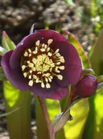 Christrose.webp