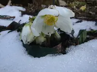 weiße Christrose.webp