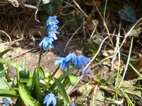 Blausternchen.webp