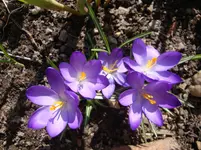 Wilde Krokusse.webp