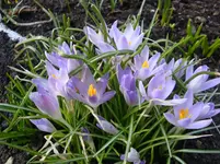 wilde Krokusse (2).webp