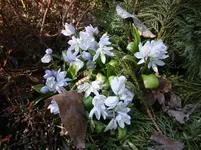 Puschkinia.webp