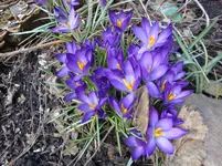 wilde Krokusse (3).webp