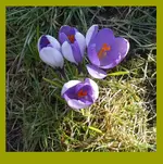 DSCF7244.webp
