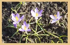 DSCF7255.webp