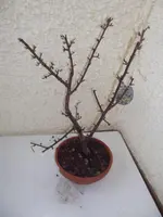 DSCF9030.webp